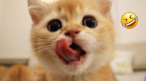Приколы с котами! УГАРНЫЕ! Смешные коты и собаки! ТЕСТ НА ПСИХИКУ