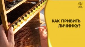Прививка личинок для вывода пчелиных маток. Матководство