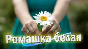РОМАШКА БЕЛАЯ🌼🌼🌼ЛЕПЕСТОЧКИ НЕЖНЫЕ 🌸🌸🌸