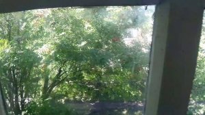 Купили заброшенную дачу и уехали в отпуск