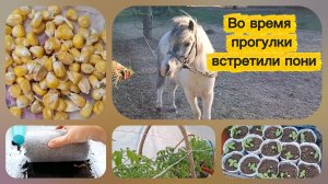 Рассада в тепличном плену. Пикирую цветы и высаживаю кукурузу в улитку.