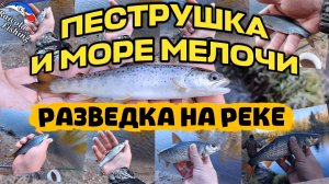 Пеструшка и море мелочи. Разведка на реке.