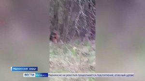 В Мариинском округе заметили рысь