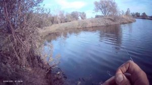 Сегодня после работы порыбачил на Поплавок🎣 Наживка навозный червь, опарыш. Прикормка Стерля.