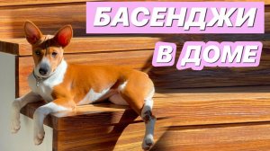 БАСЕНДЖИ В ДОМЕ