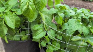 🥔 Картофель, который растёт в горшке