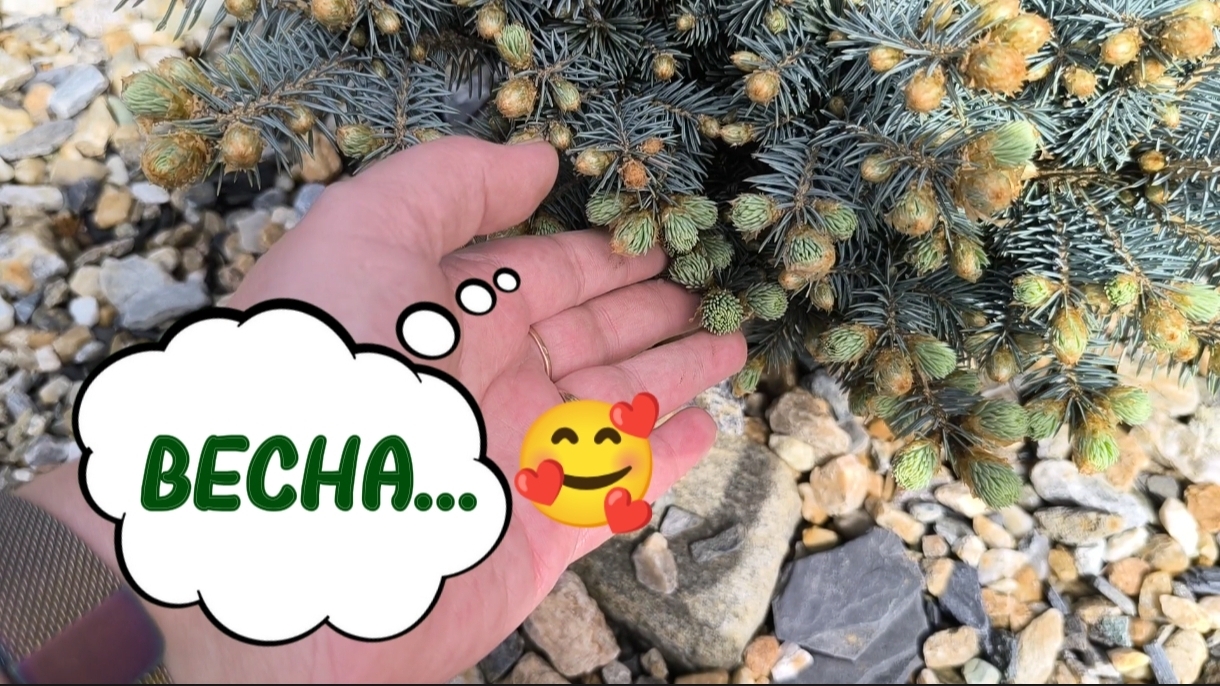 ЧТО КУПИЛА В САДОВОМ ЦЕНТРЕ? ПО САДУ-ОГОРОДУ ПРОЙДЁМСЯ? 13-05-2026