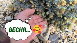 ЧТО КУПИЛА В САДОВОМ ЦЕНТРЕ? ПО САДУ-ОГОРОДУ ПРОЙДЁМСЯ? 13-05-2026