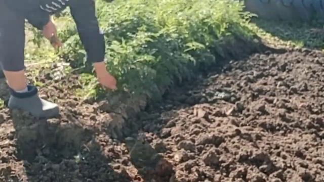 # живемвдеревне # сажаючеснок #_Сажаю чеснок__ готовлю грядки под чеснок😊 Архив