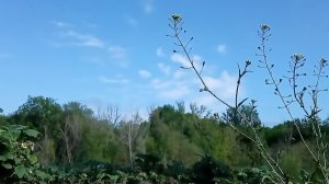 Огород после сильного града и ливня