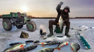 Зубастые трофеи. Огромные окуни и щуки. Бешеный клев на болоте! День второй!