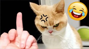 Приколы с котами! УГАРНЫЕ! Смешные коты! Самые смешные животные!