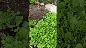 Наш УЛОВ 🐟 Обход территории 🌺🌱Розы в цвету 🌸 Земляника спеет 🍓
