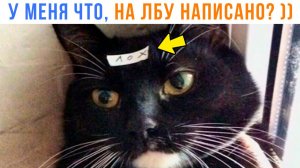 У меня что, на лбу написано, что ли?))) Приколы с котами