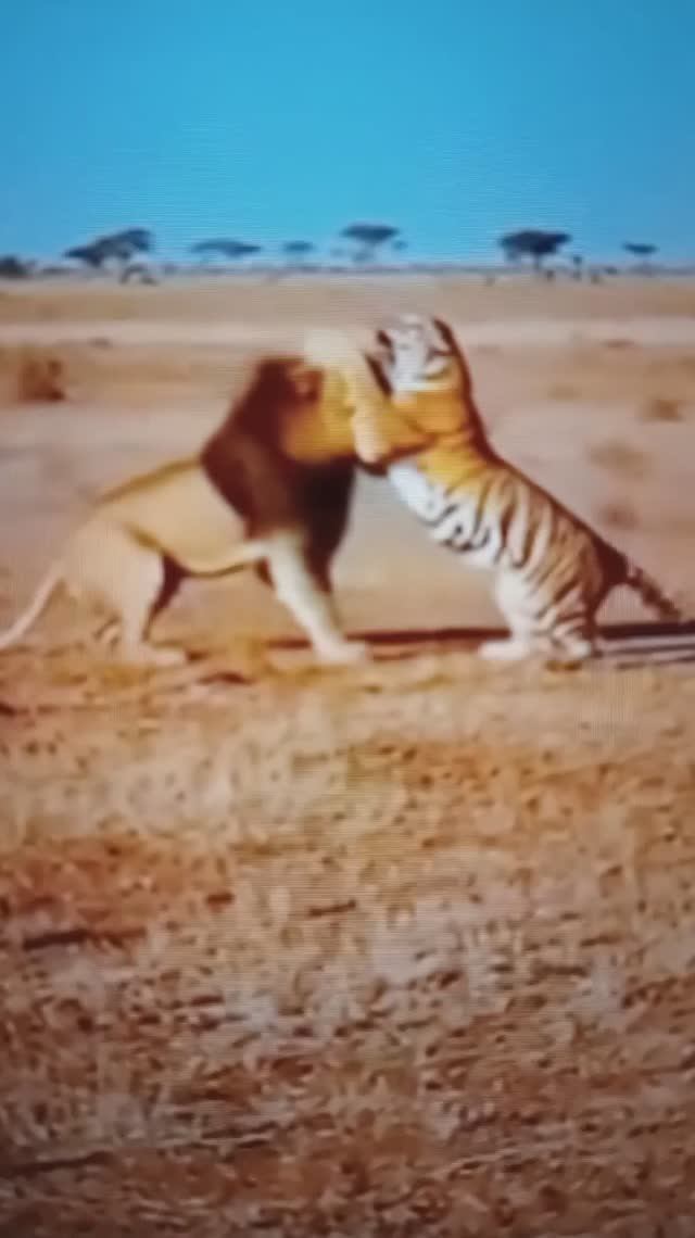 Схватка Тигра со Львом😳#Shorts