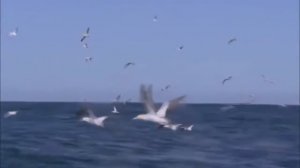 СПОКОЙНАЯ МУЗЫКА: РАССЛАБЛЕНИЕ ДУШИ И ПОДГОТОВКА КО СНУ