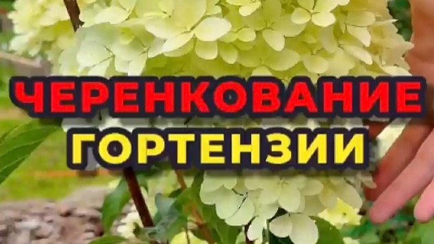 Укореняем Гортензию