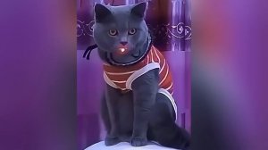 Funniest Cats & Dogs of 2025 🐾😂   Try Not To Laugh Challenge!