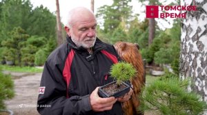 Томские биологи вывели уникальные сорта хвойных деревьев с мистическим названием