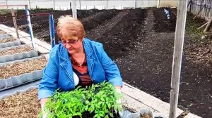 Довольна покупкой...сажаю помидоры , рассада обнять и плакать...