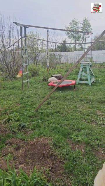 Настюня после прогулки отправила малышей домой а сама сбегала на шабашку 🏡🐈🐈🐈❤️💪😻👍 #кошкаикот