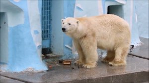 Кай после уборки вольера получил свой вкусный завтрак 13.05.2026