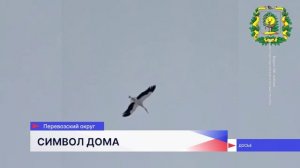 Аист Гера из Перевоза обзавёлся парой и привёл её в своё гнездо
