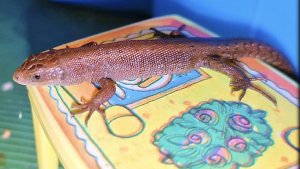 Ручной ящер 🦎,при съёмках ящер не пострадал , был вернут обратно 🤗🤗🤗