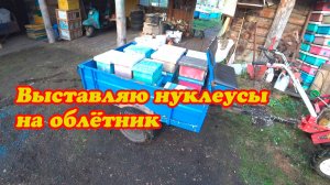 ВЫСТАВЛЯЮ ЗАСЕЛЁННЫЕ НУКЛЕУСЫ НА ОБЛЁТНИК.