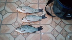 Сегодня вечерком маленько порыбачи 🎣 Рыбачил на поплавок 🎣 Прикормка Стерля (Чеснок).