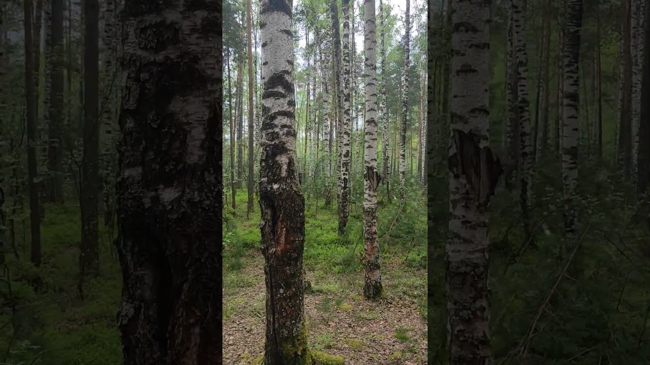 Пение кукушки в лесу