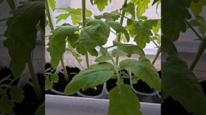 Хорошо что поздно поздно посеяла помидоры 🍅 для открытого грунта