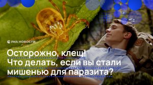 Осторожно, клещ! Что делать, если вы стали мишенью для паразита?