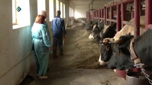 Республиканское предприятие по племенной работе планирует обновить поголовье перспективными молодыми