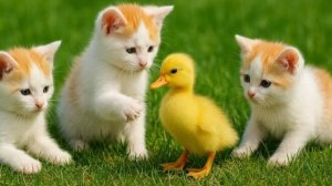 🐈Котята и другие милые животные 🐾