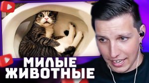 Самые смешные животные / Приколы с котами и собаками | МАЗЕЛЛОВ СМОТРИТ