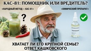 КАС-81 от варроа: настой полыни, сосны и перца. Мнение профессора Кашковского 🌿🐝