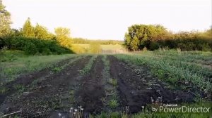 Посадила подсолнухи / Загуглила про ирисы.