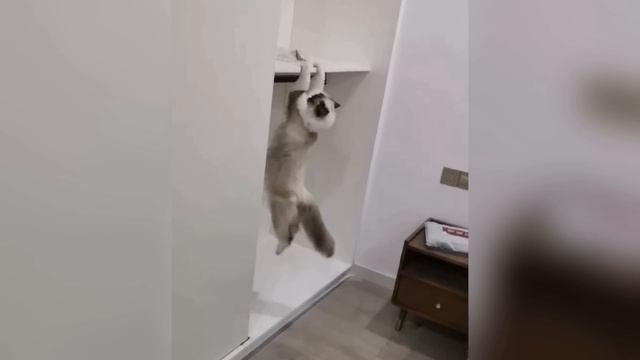 Приколы с котиками и собаками