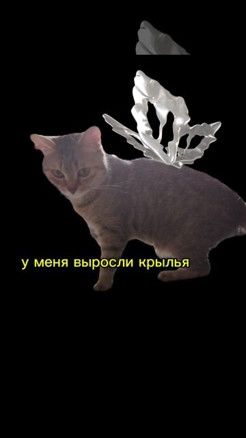 Miss Busy история кошечки