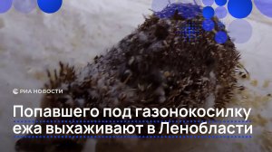 Попавшего под газонокосилку ежа выхаживают в Ленобласти