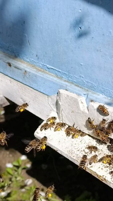 Пчёлы приносят пыльцу.