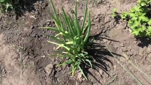 Лук многолетний на огороде в середине мая