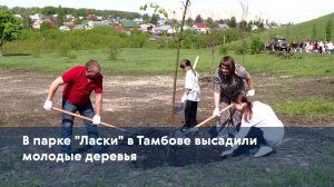 В парке «Ласки» в Тамбове высадили молодые деревья