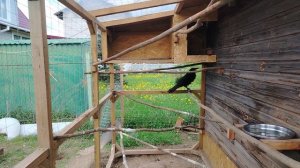 Ворон Гриша 14 мая, с праздником