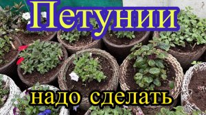 НЕ давайте цвести  петуниям сейчас. Почему? Перевалка в большие кашпо