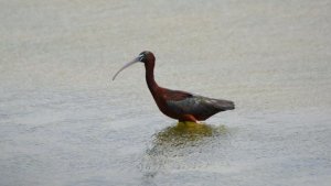 Каравайка ( Plegadis falcinellus ). Птица из Красной книги