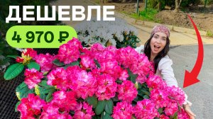 Что покупают в Подмосковье до 5000р в 2026? Пышные рододендроны, мо...