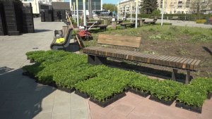 Время местное. Эфир: 14-05-2026 - Благоустройство города