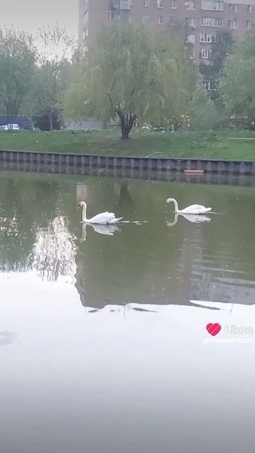 лебеди смотреть онлайн